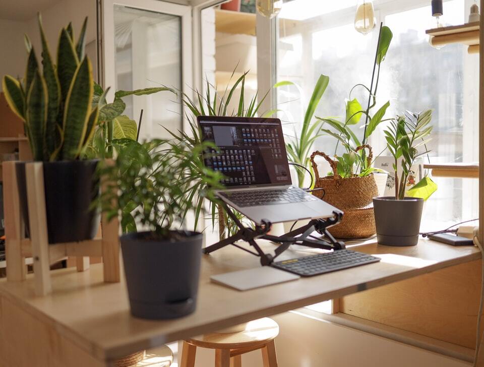 Work from home setting with a laptop on the desk surrounded by table top plants