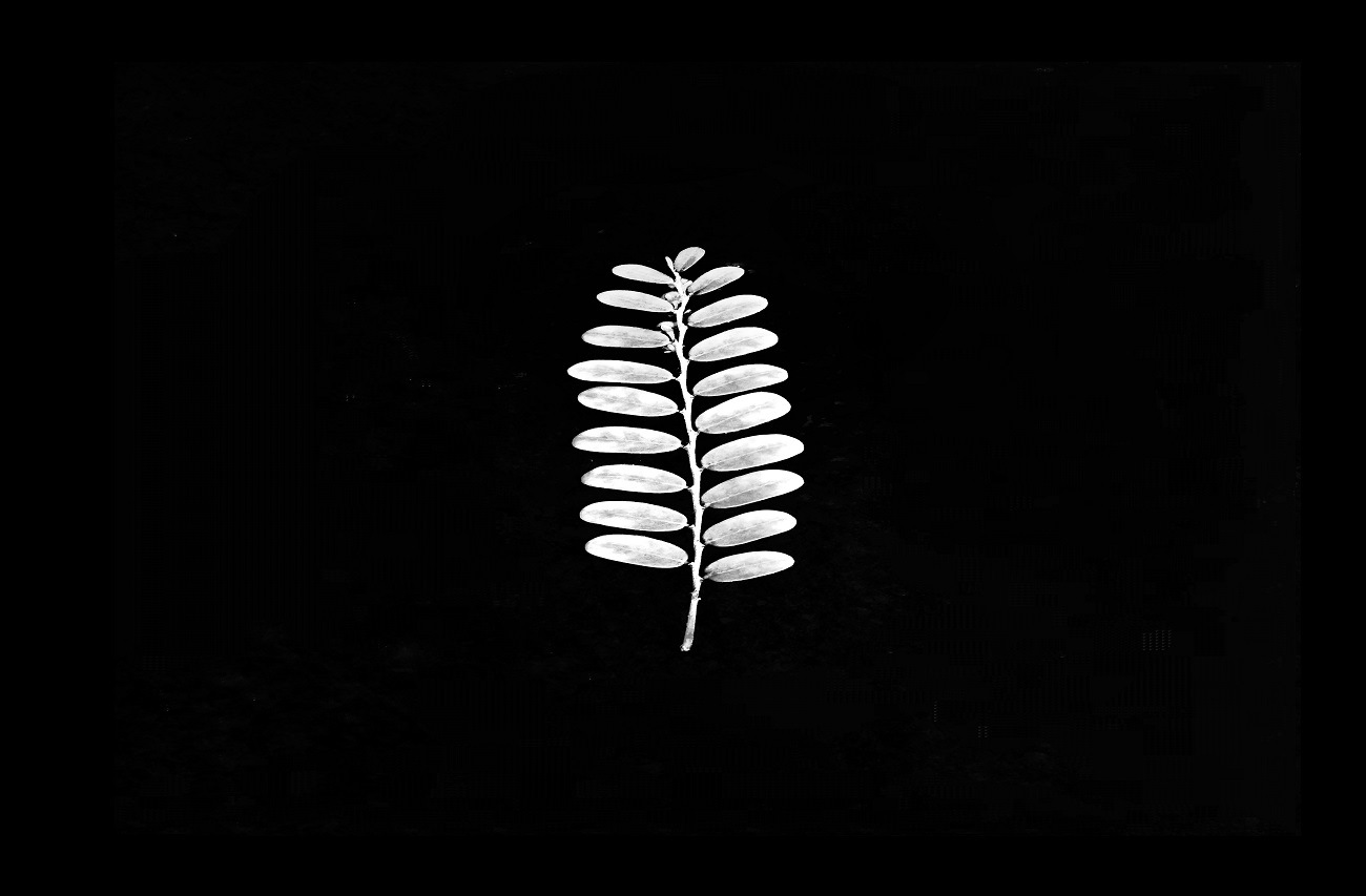 A silver-toned leaf against a black backdrop