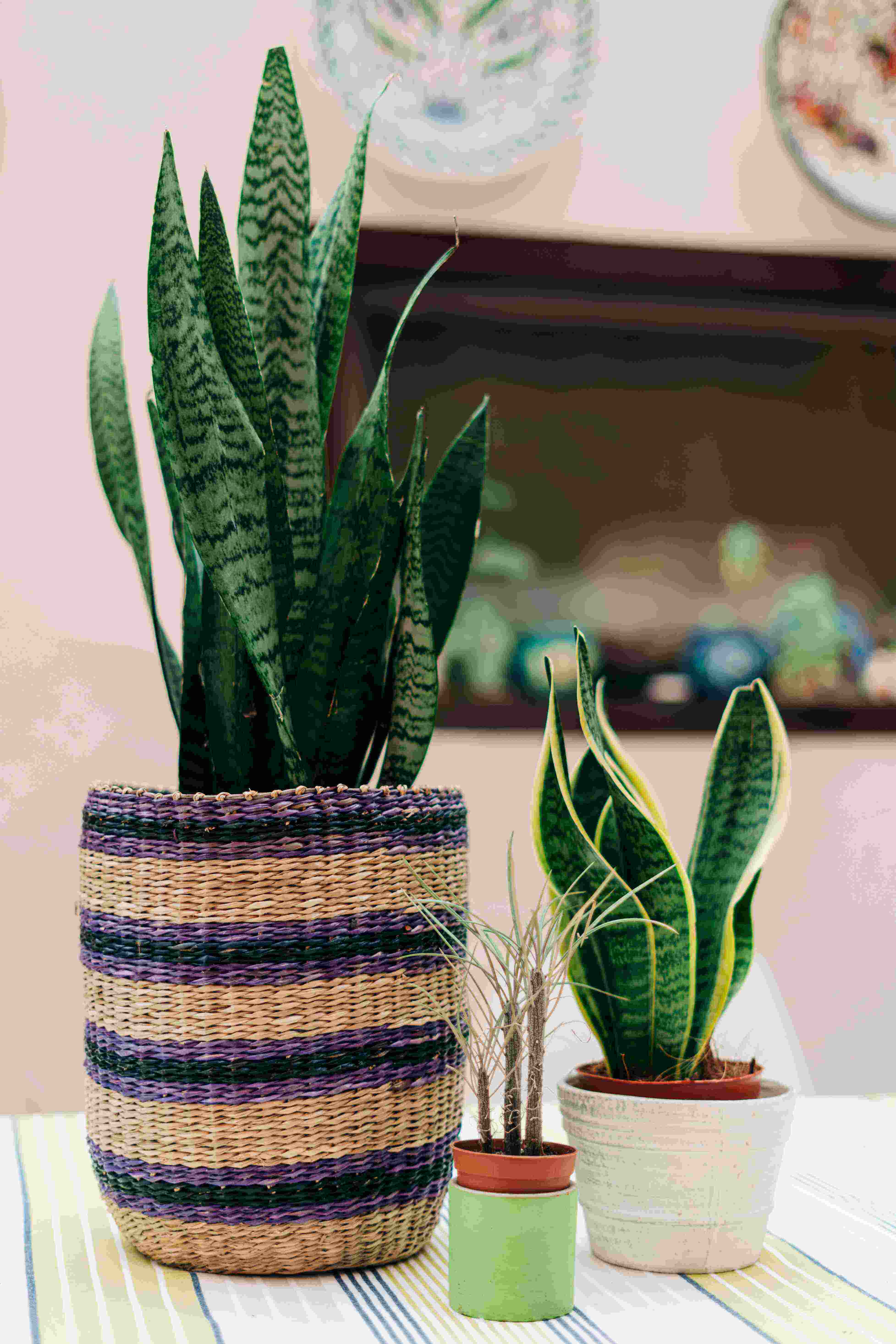 Snake plant