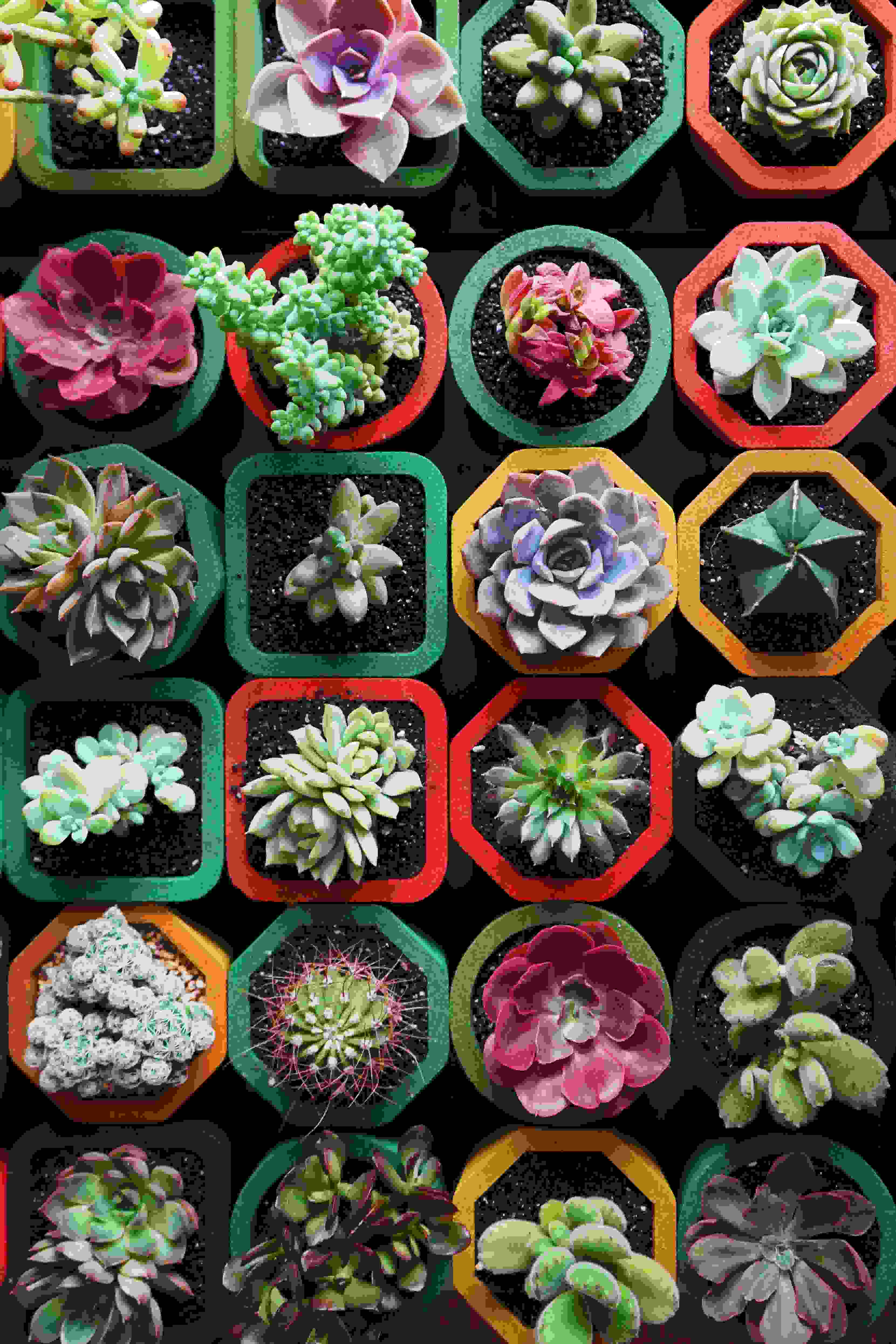 Succulents