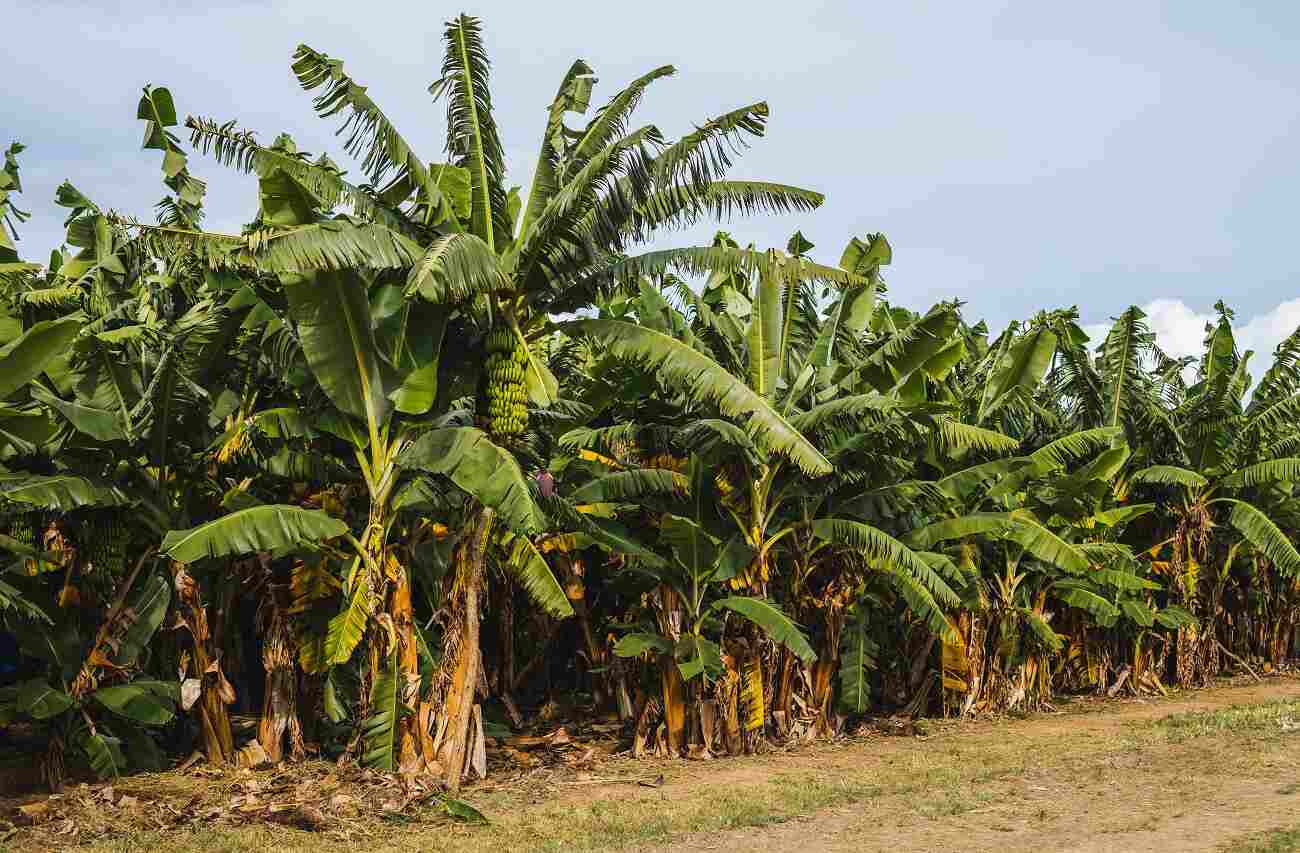 Banana trees