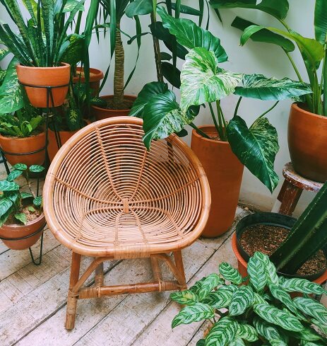 Rattan in Sri Lanka | Qalara