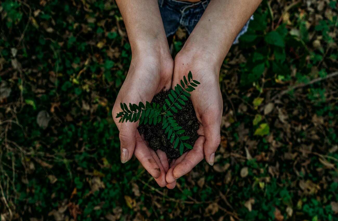 Hands holding a plant