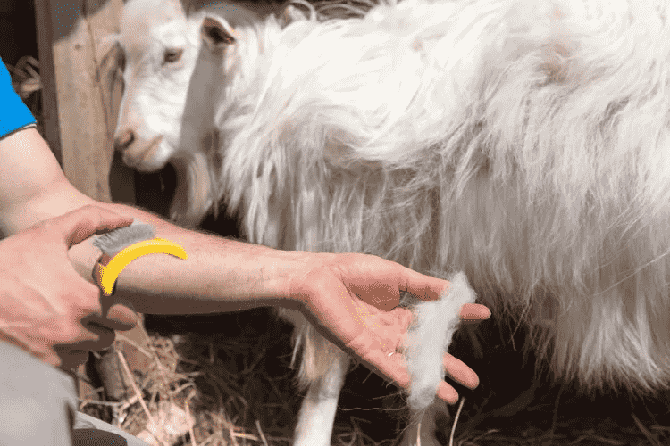 Herders extracting wool from Changthangi goat