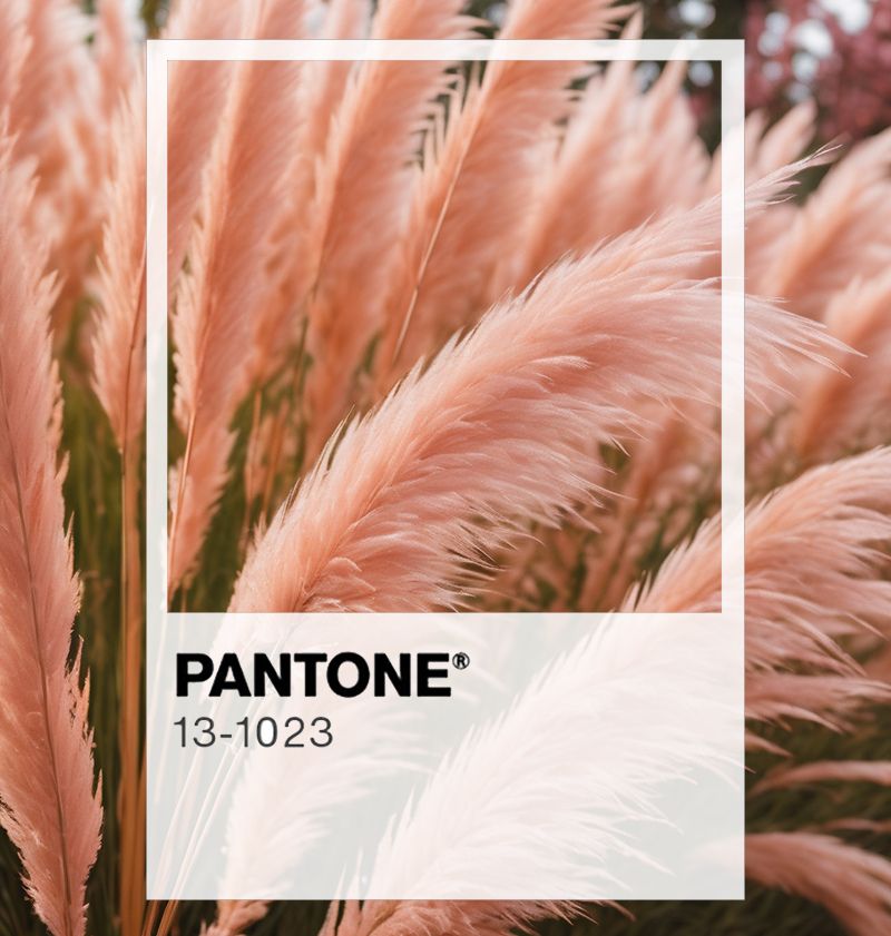 Decoding Pantone Color of the Year 2024 Peach Fuzz Qalara